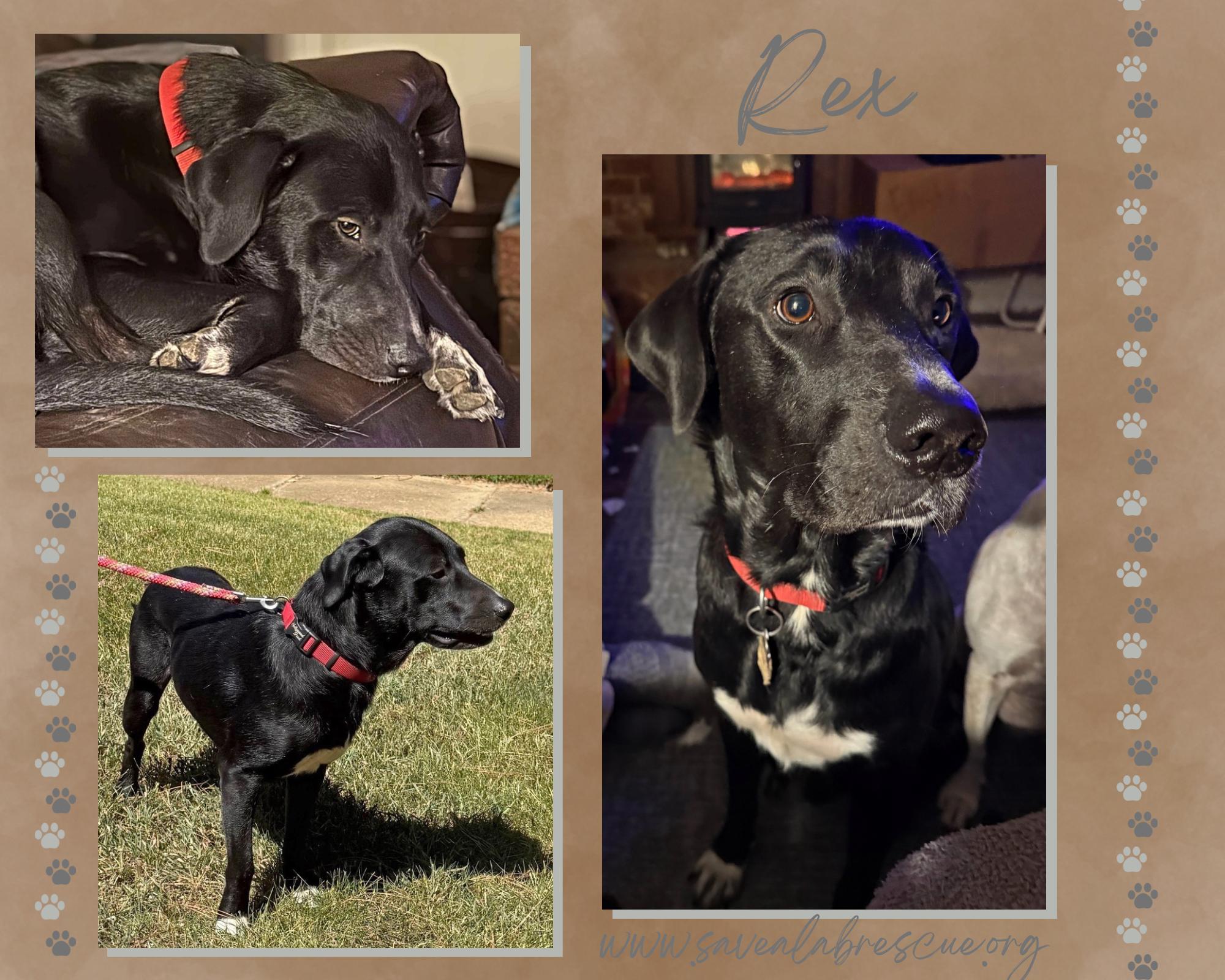 Rex, ADOPTABLE, Adult Male Labrador Retriever & Black Labrador Retriever.