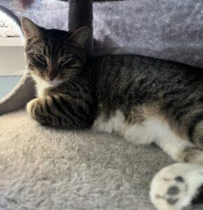 Tara, ADOPTABLE, Adult Female Domestic Short Hair.