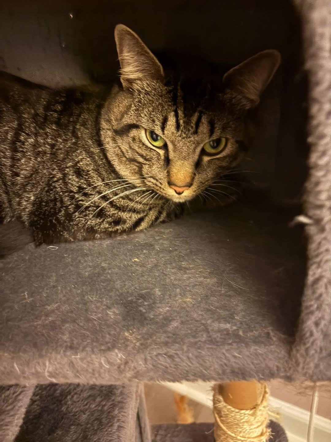 Enlarge Valentino, a Adopted Domestic Short Hair in Enfield, CT image 1/6