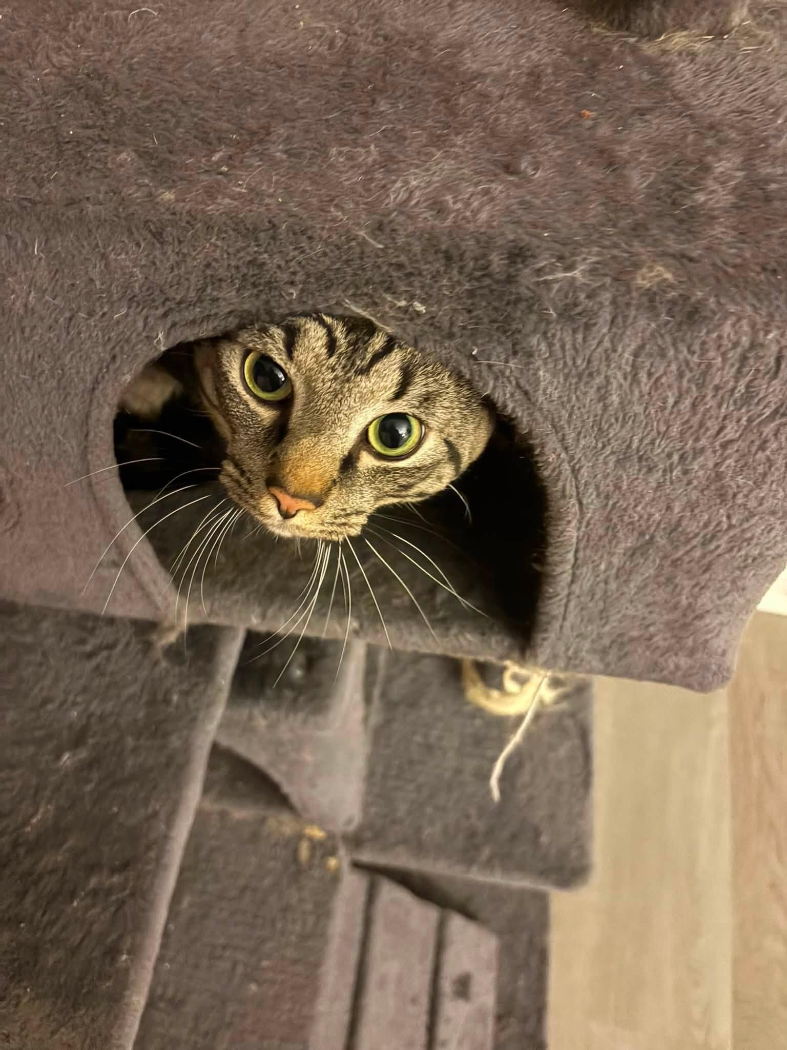 Enlarge Valentino, a Adopted Domestic Short Hair in Enfield, CT image 3/6