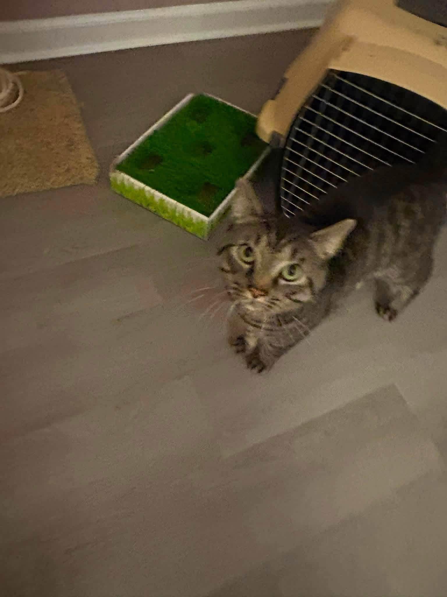 Enlarge Valentino, a Adopted Domestic Short Hair in Enfield, CT image 4/6