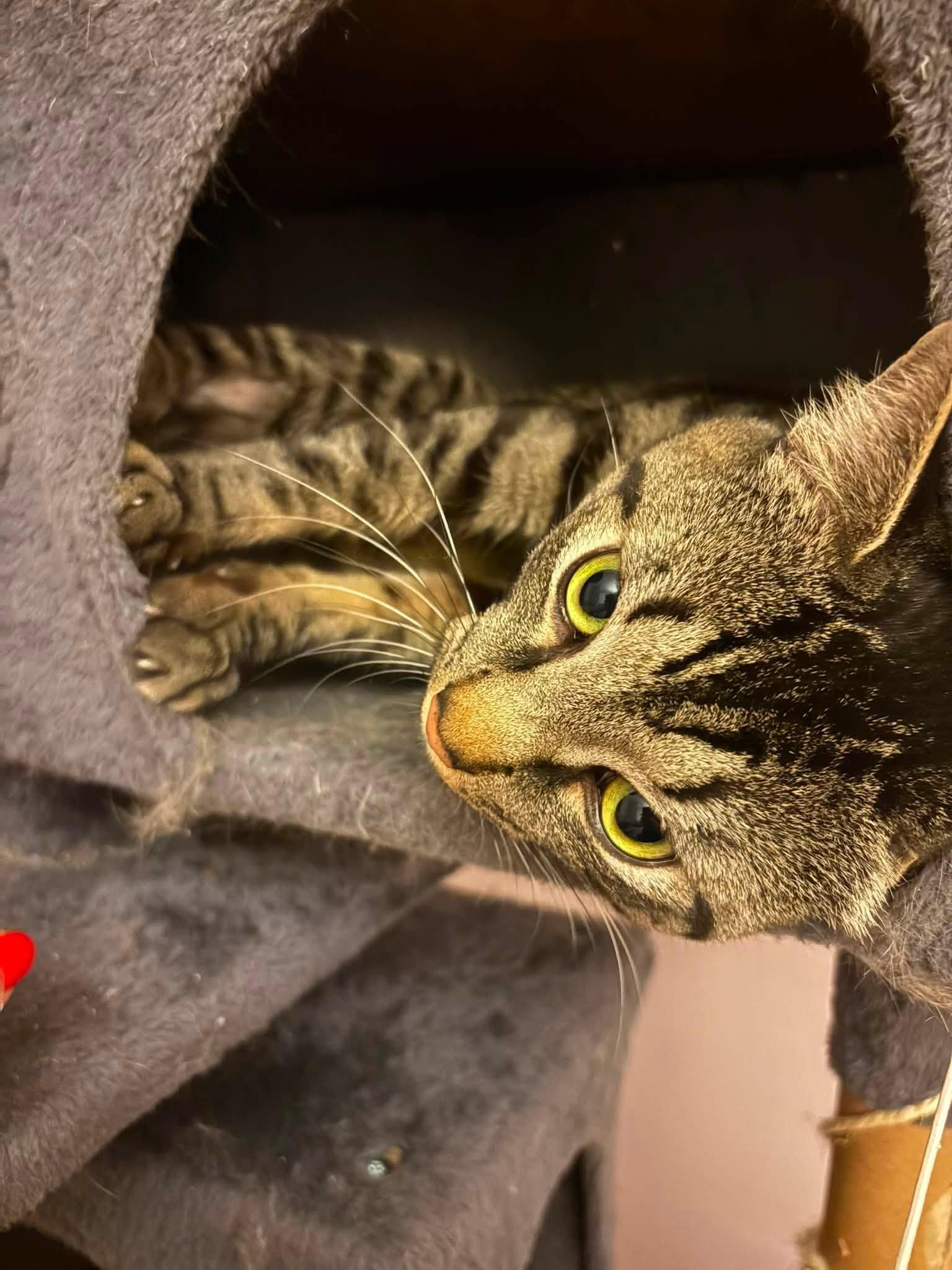 Enlarge Valentino, a Adopted Domestic Short Hair in Enfield, CT image 5/6