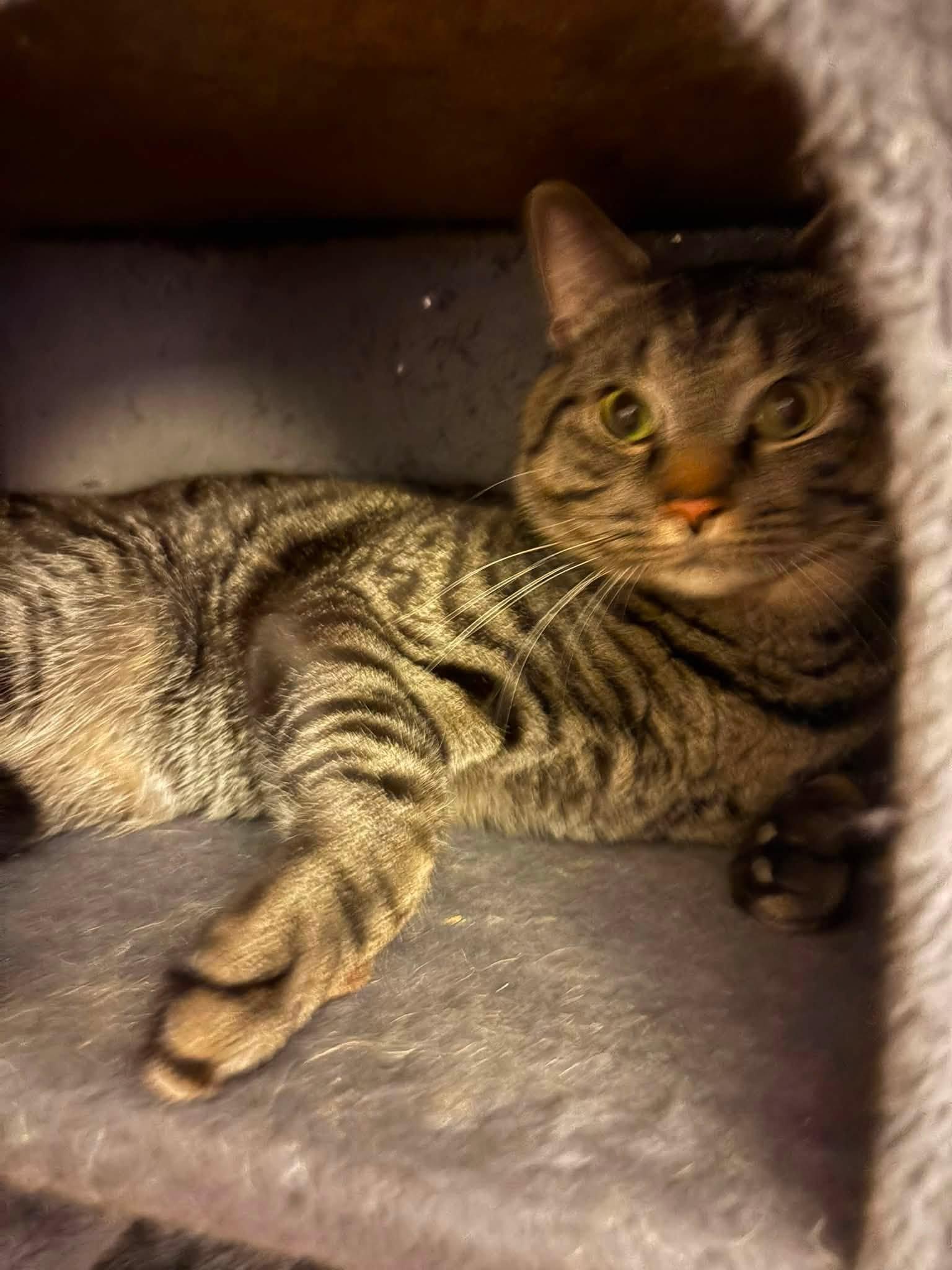 Enlarge Valentino, a Adopted Domestic Short Hair in Enfield, CT image 6/6