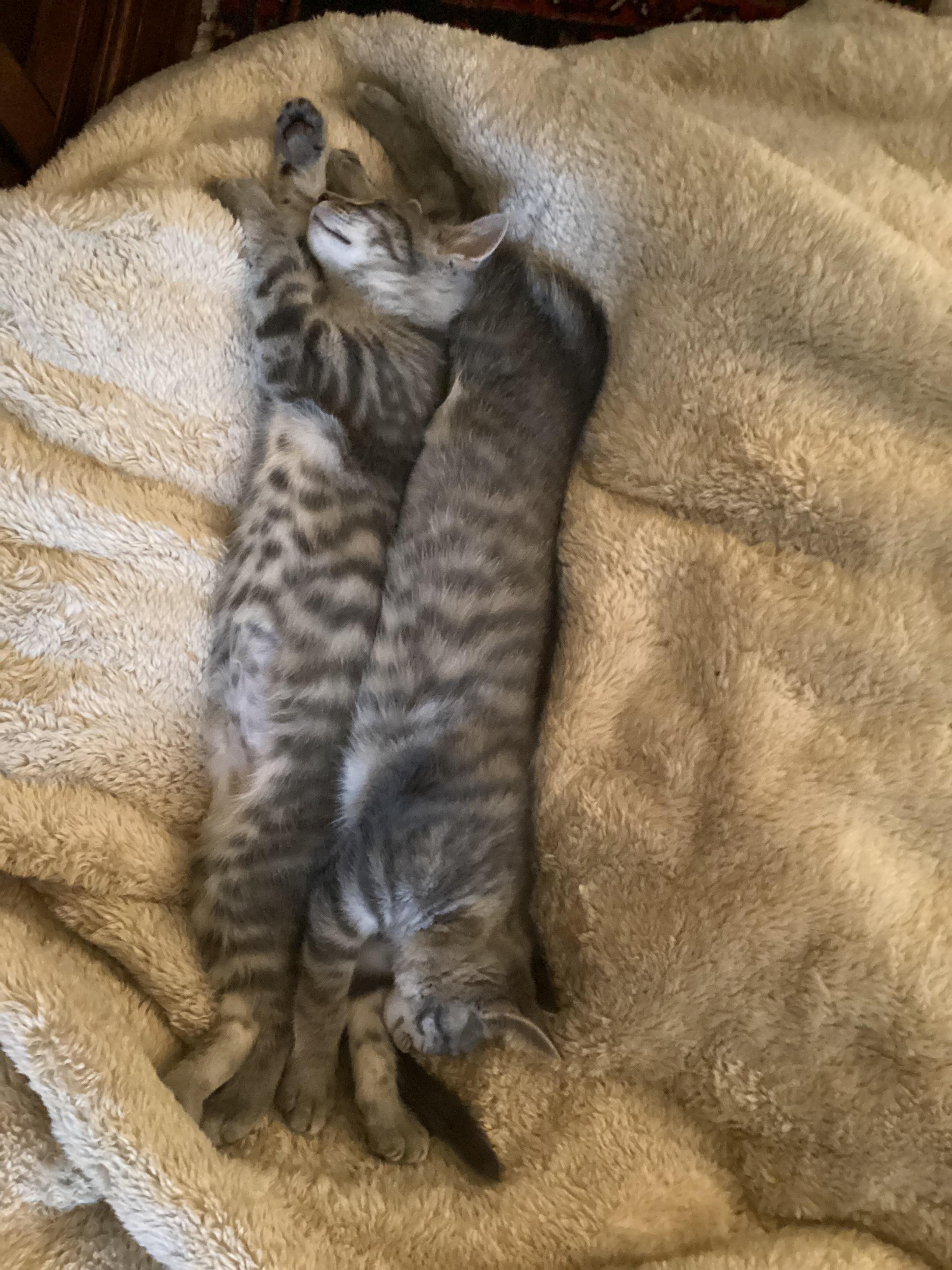 I See Stars - Gemini, a Adoptable Domestic Short Hair in Leesburg, VA image 2/3