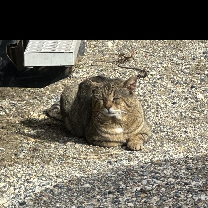 Lioness, Adoptable, Adult Male Tabby.