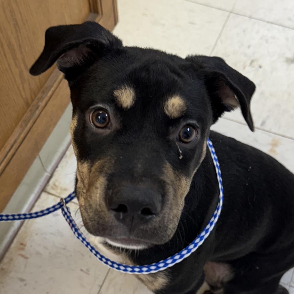 Enlarge Taz, a Adoptable Mixed Breed in Jacksonville, AR image 1/1