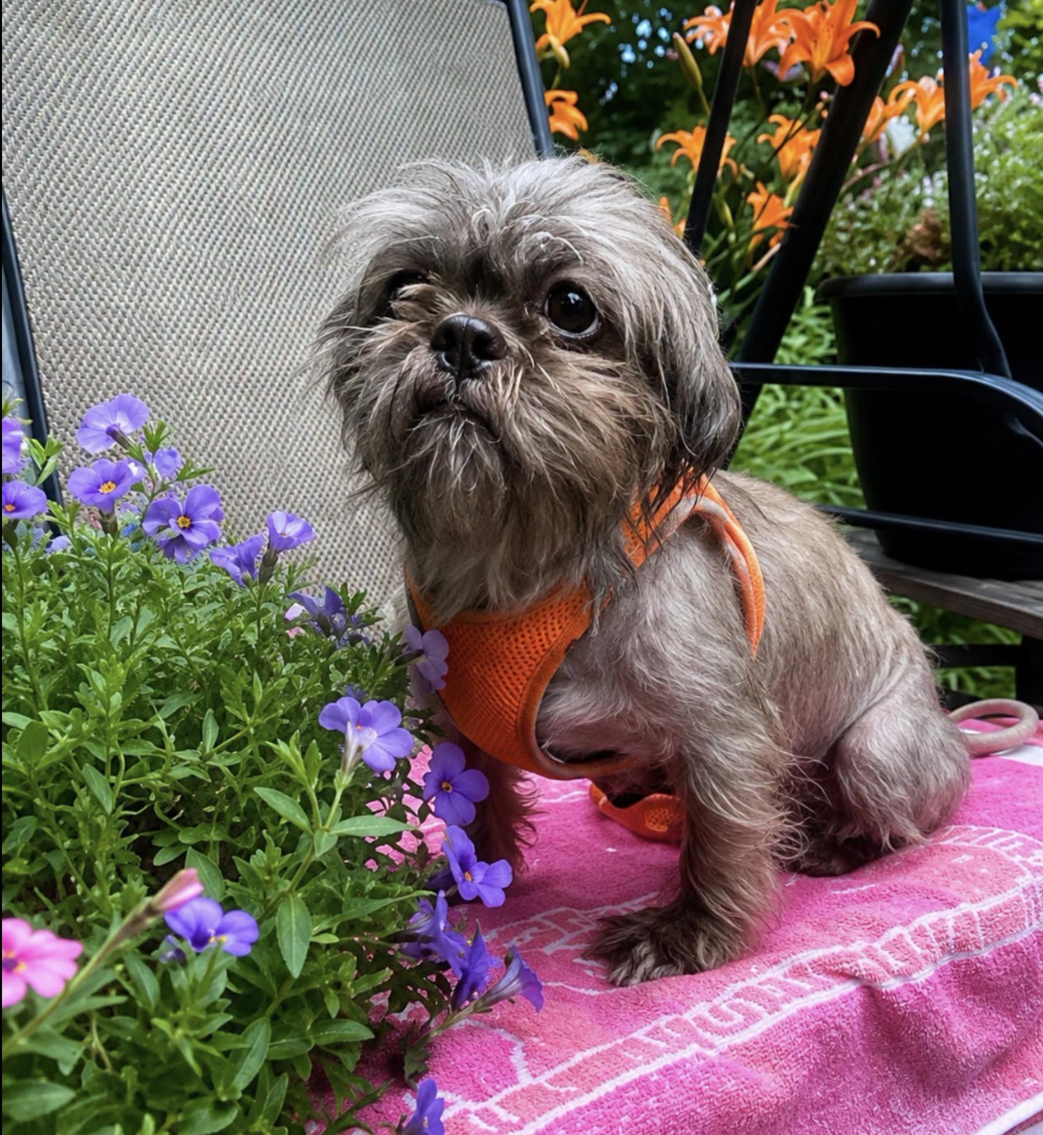 Enlarge Mops, a ADOPTABLE mixed breed in Scarborough, ON image 5/5