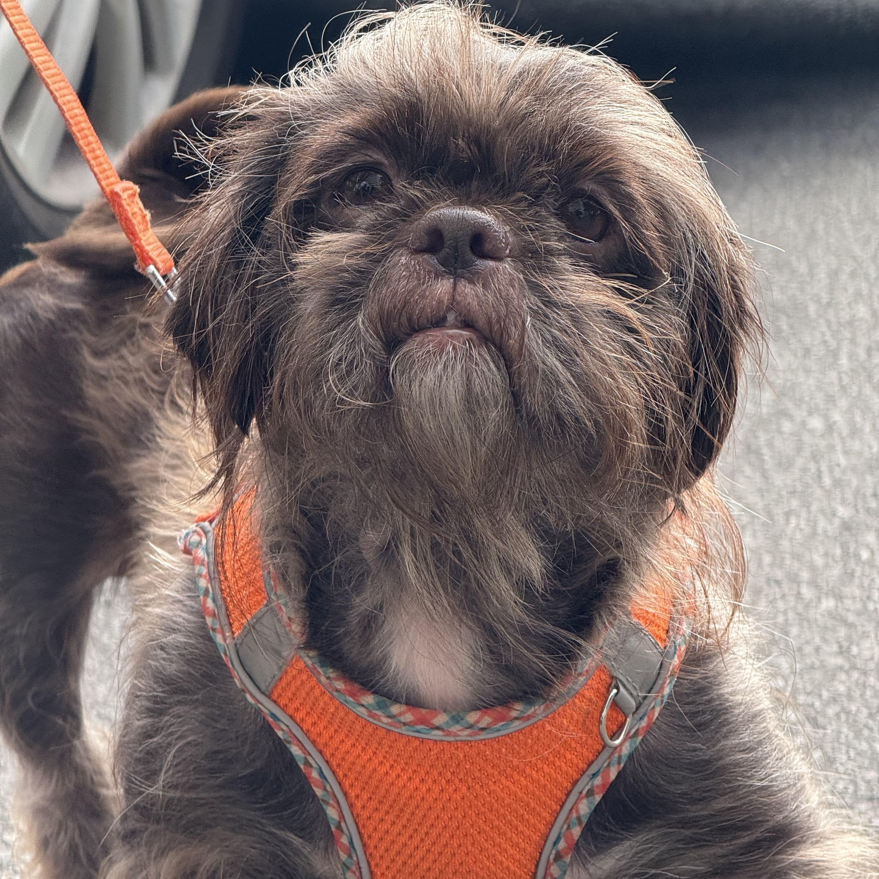 Enlarge Mops, a ADOPTABLE mixed breed in Scarborough, ON image 3/5