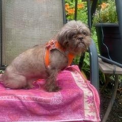 Enlarge Mops, a ADOPTABLE mixed breed in Scarborough, ON image 4/5