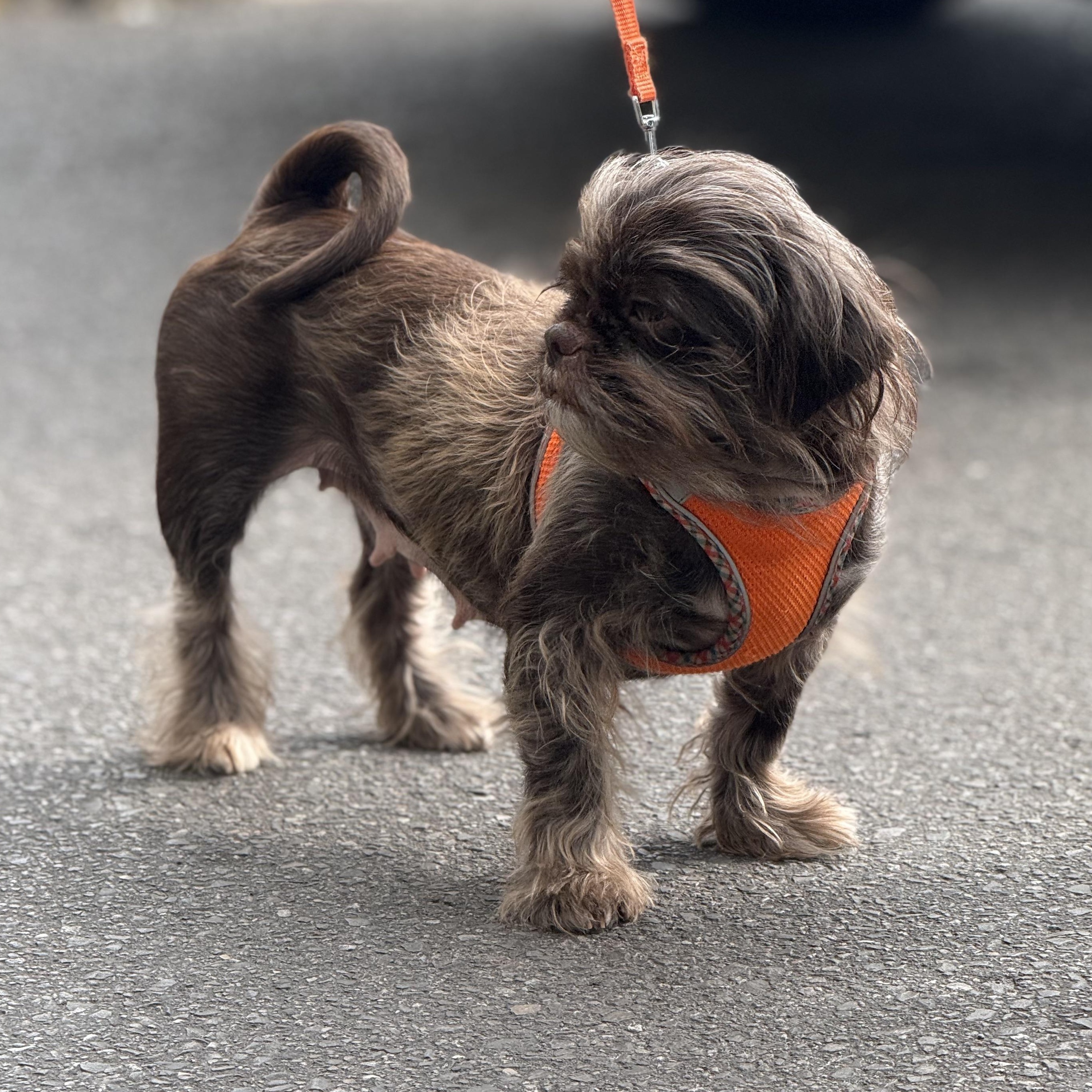 Mops, ADOPTABLE, Adult Female Shih Tzu & Pekingese.