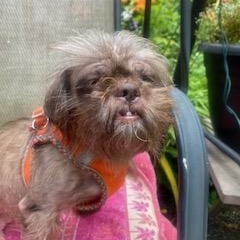 Enlarge Mops, a ADOPTABLE mixed breed in Scarborough, ON image 2/5