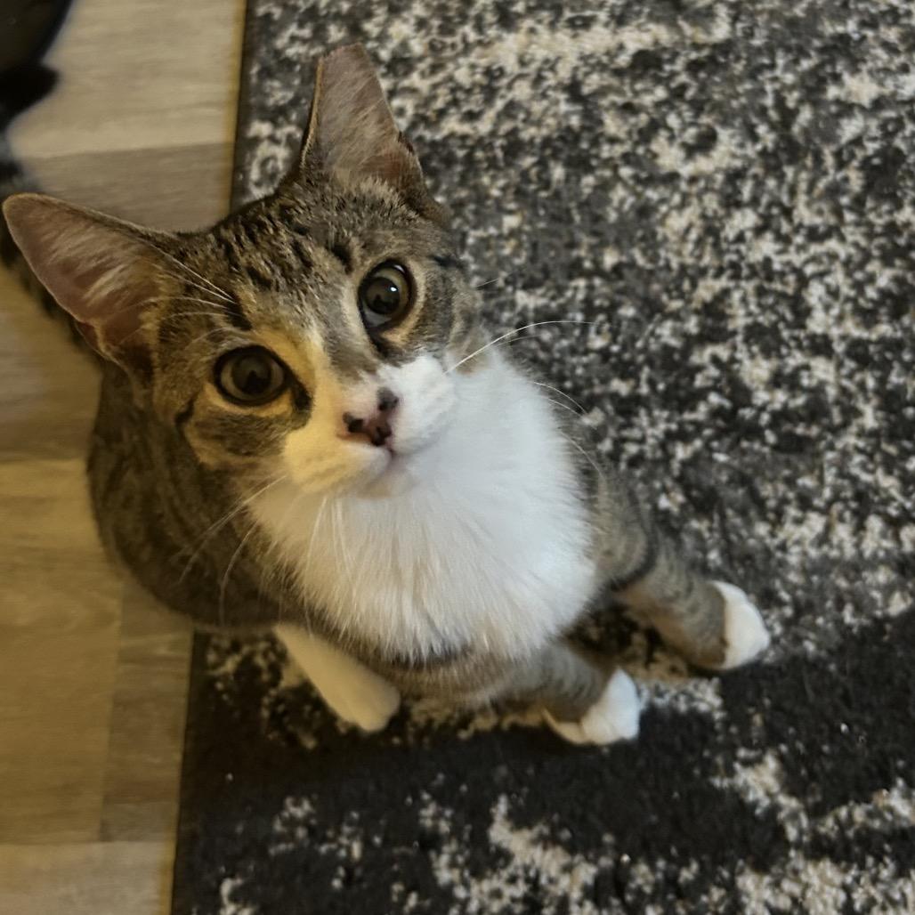 Baby (and Cinnamin), a Adoptable Domestic Short Hair in Mount Laurel, NJ image 1/3