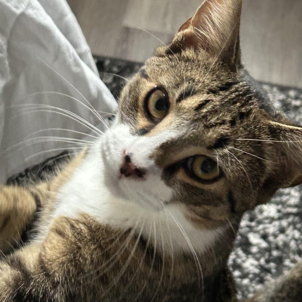 Baby (and Cinnamin), a Adoptable Domestic Short Hair in Mount Laurel, NJ image 2/3