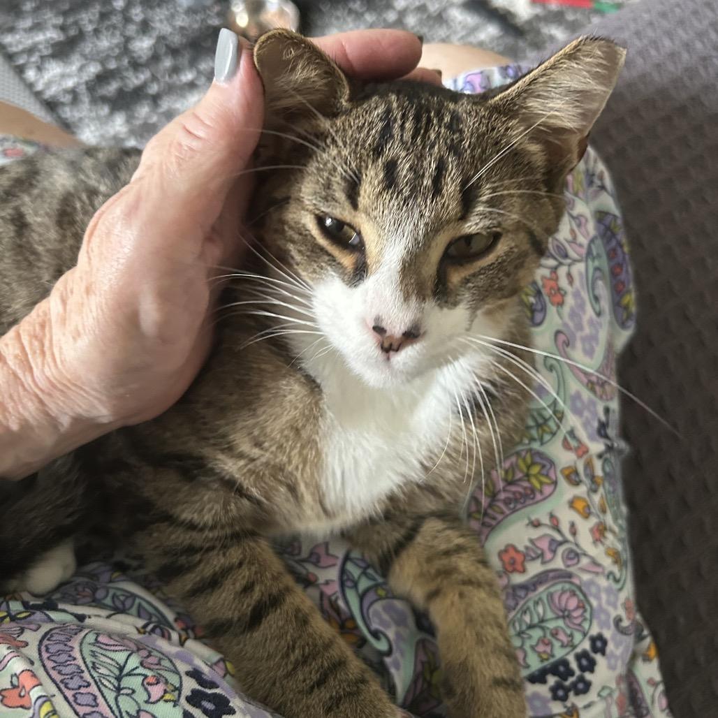 Baby (and Cinnamin), a Adoptable Domestic Short Hair in Mount Laurel, NJ image 3/3