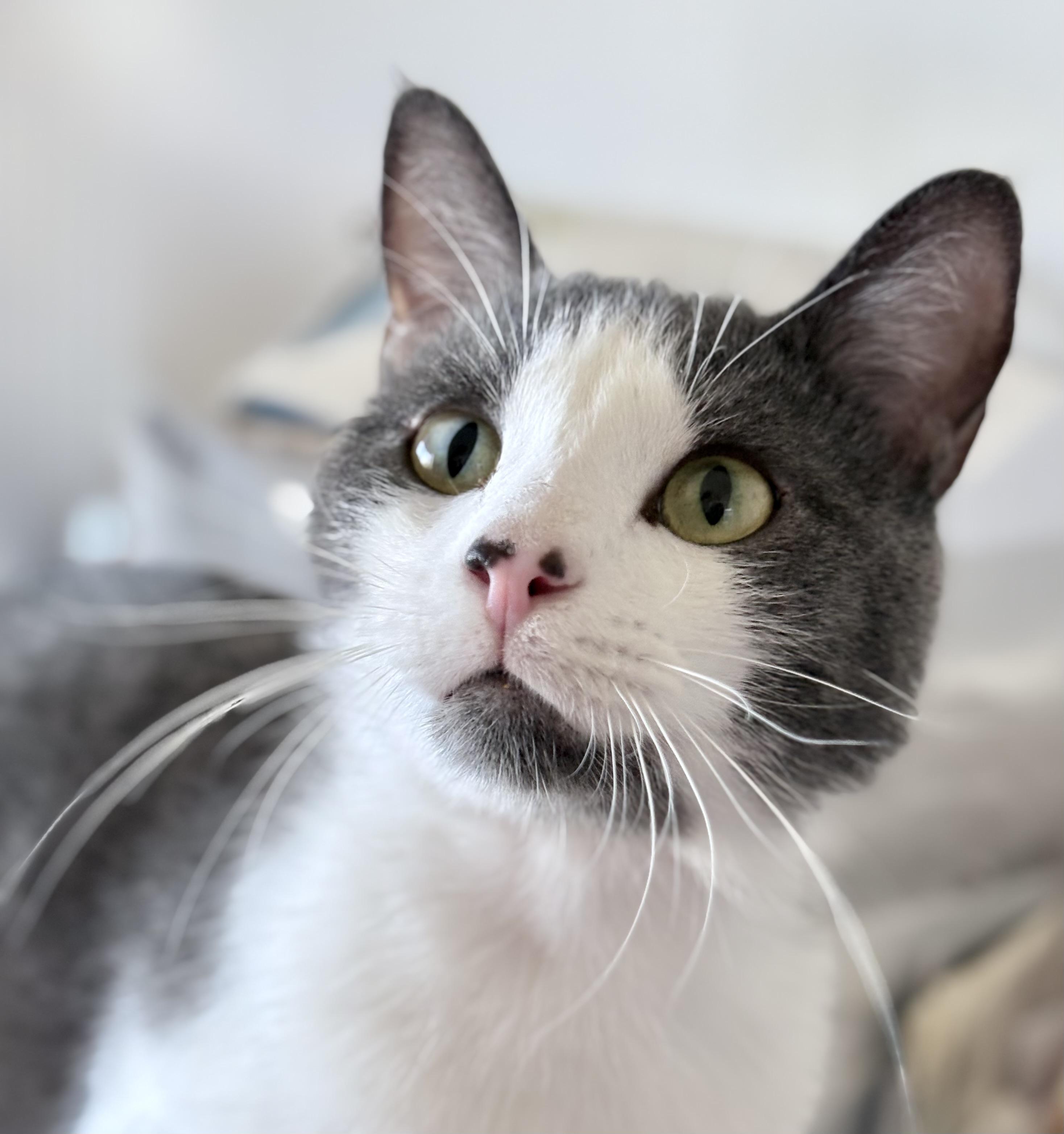 Enlarge Ozzy, a Adoptable mixed breed in Oracle, AZ image 1/6