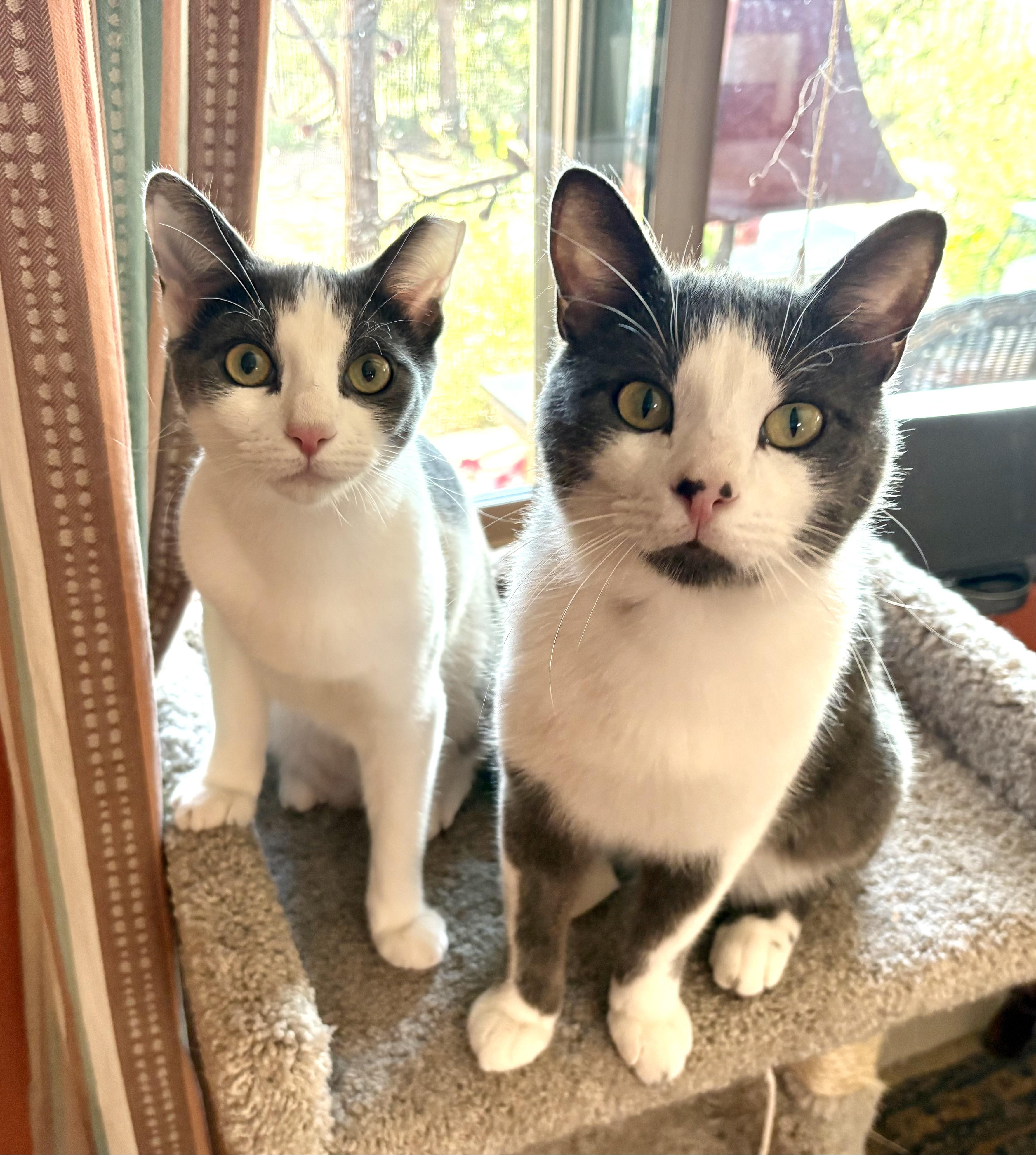 Enlarge Ozzy, a Adoptable mixed breed in Oracle, AZ image 2/6