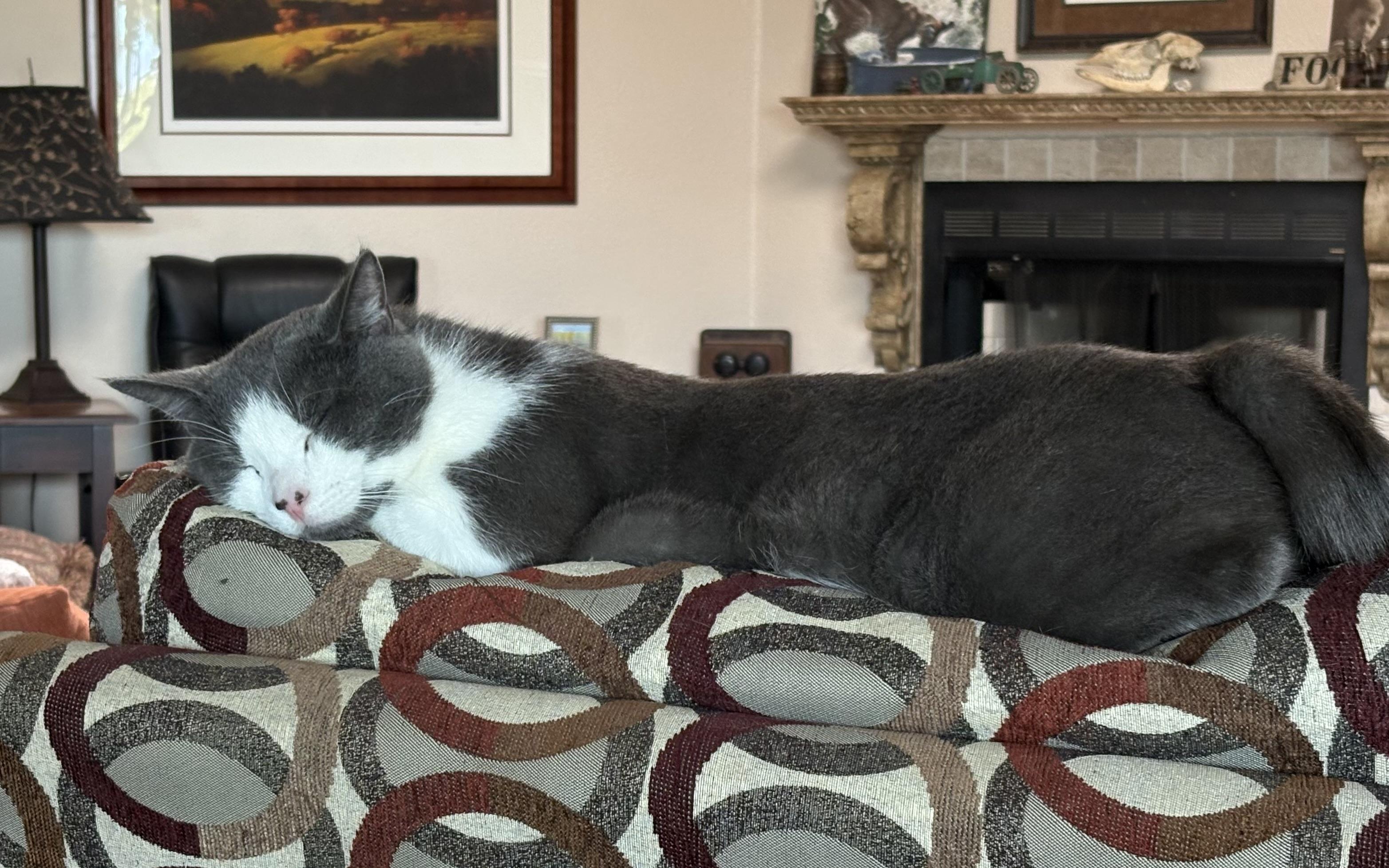 Enlarge Ozzy, a Adoptable mixed breed in Oracle, AZ image 6/6