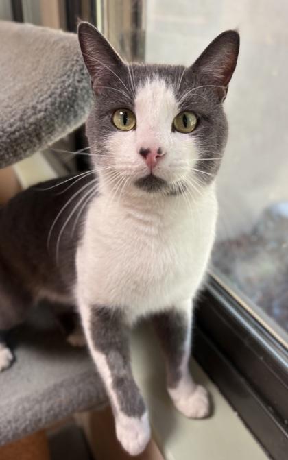 Enlarge Ozzy, a Adoptable mixed breed in Oracle, AZ image 3/6