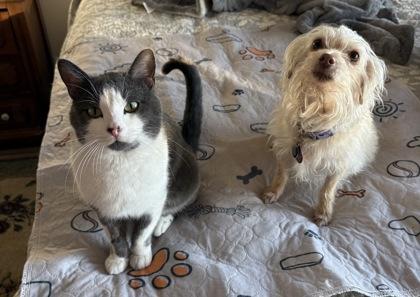 Enlarge Ozzy, a Adoptable mixed breed in Oracle, AZ image 4/6