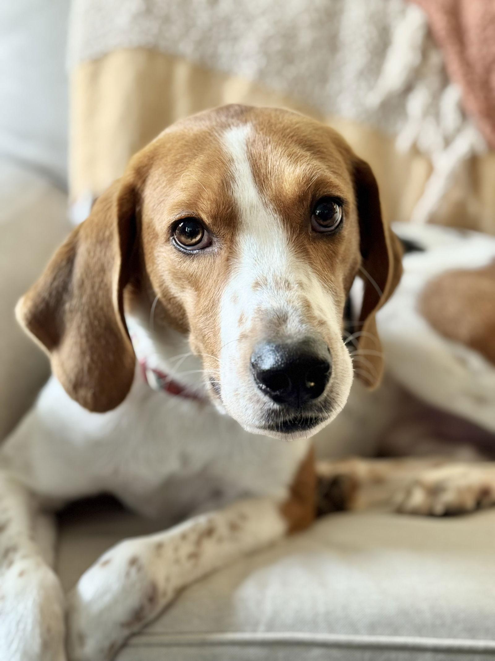 Sweets, Adopted, Adult Male Hound.