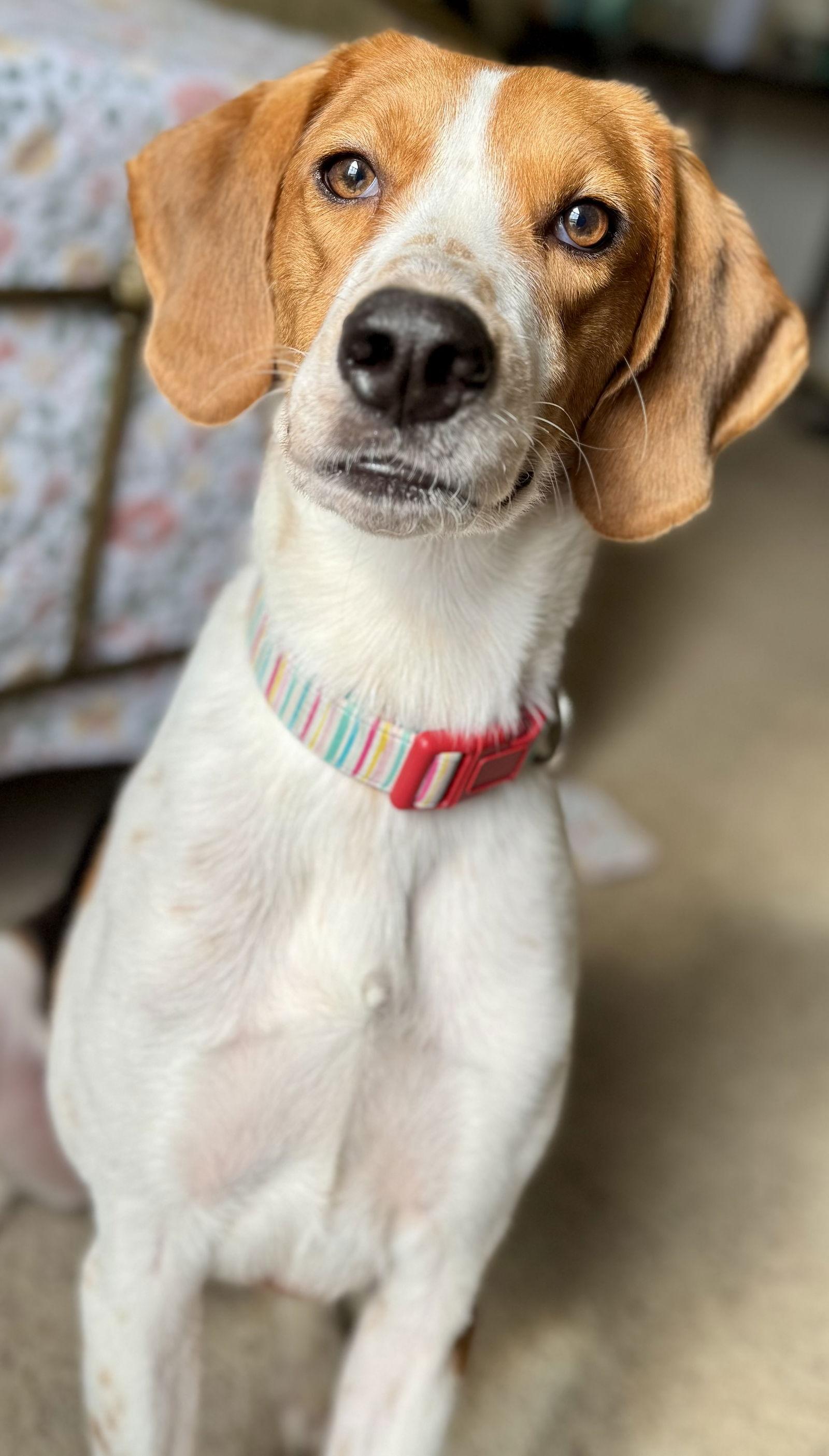 Sweets, a Adopted Hound in Richmond, VA image 3/3