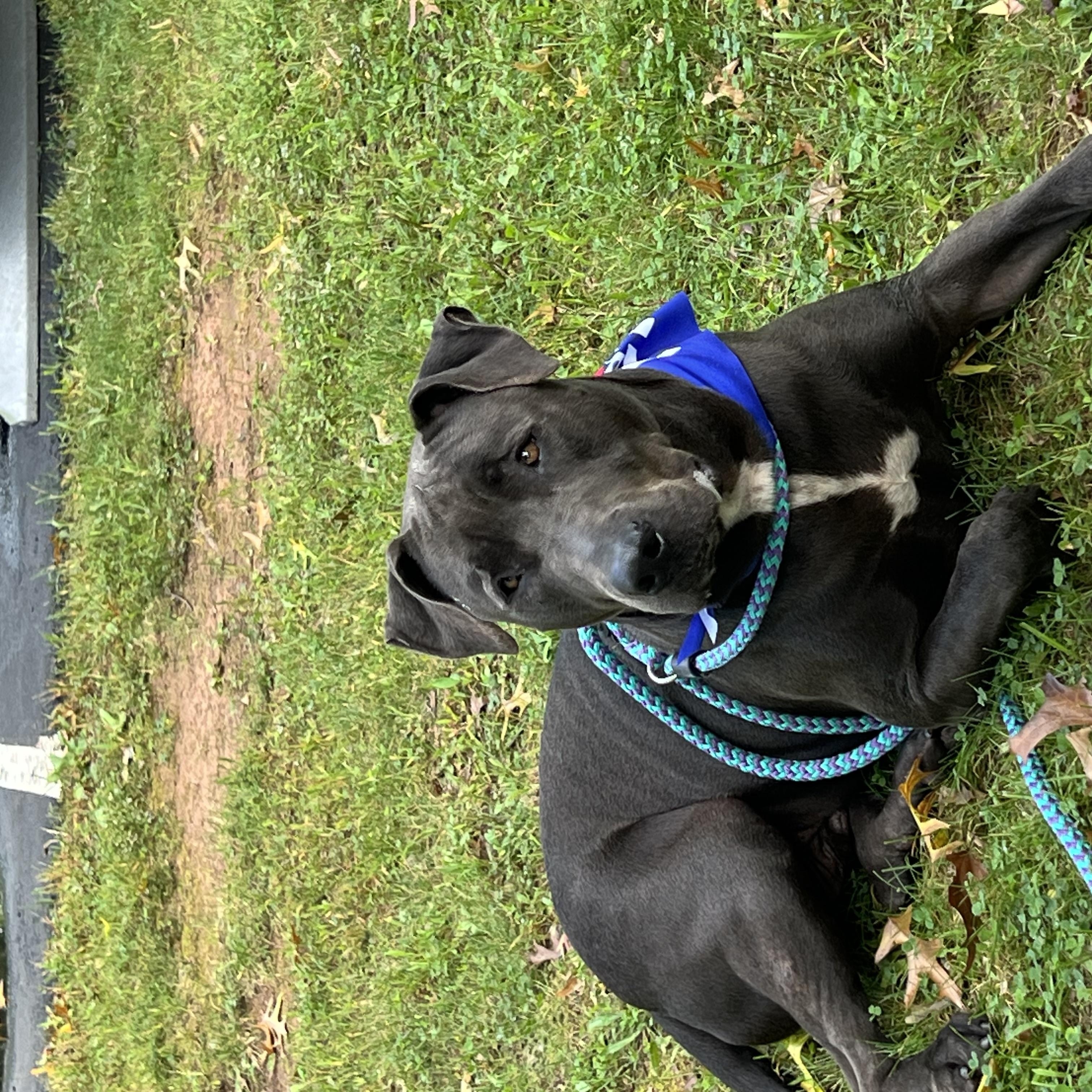 Enlarge Blue, a Adopted mixed breed in Myerstown, PA image 6/6