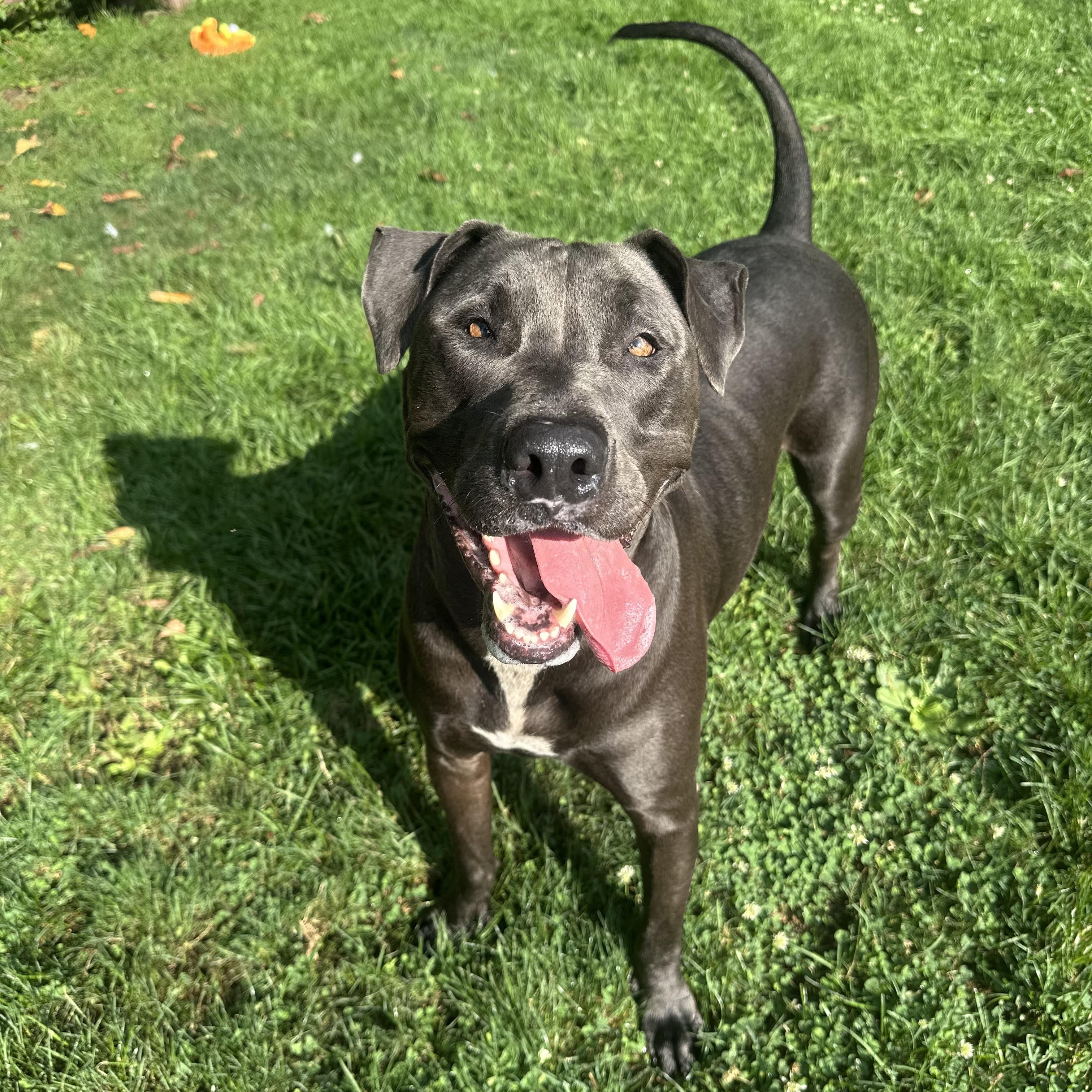 Enlarge Blue, a Adopted mixed breed in Myerstown, PA image 2/6