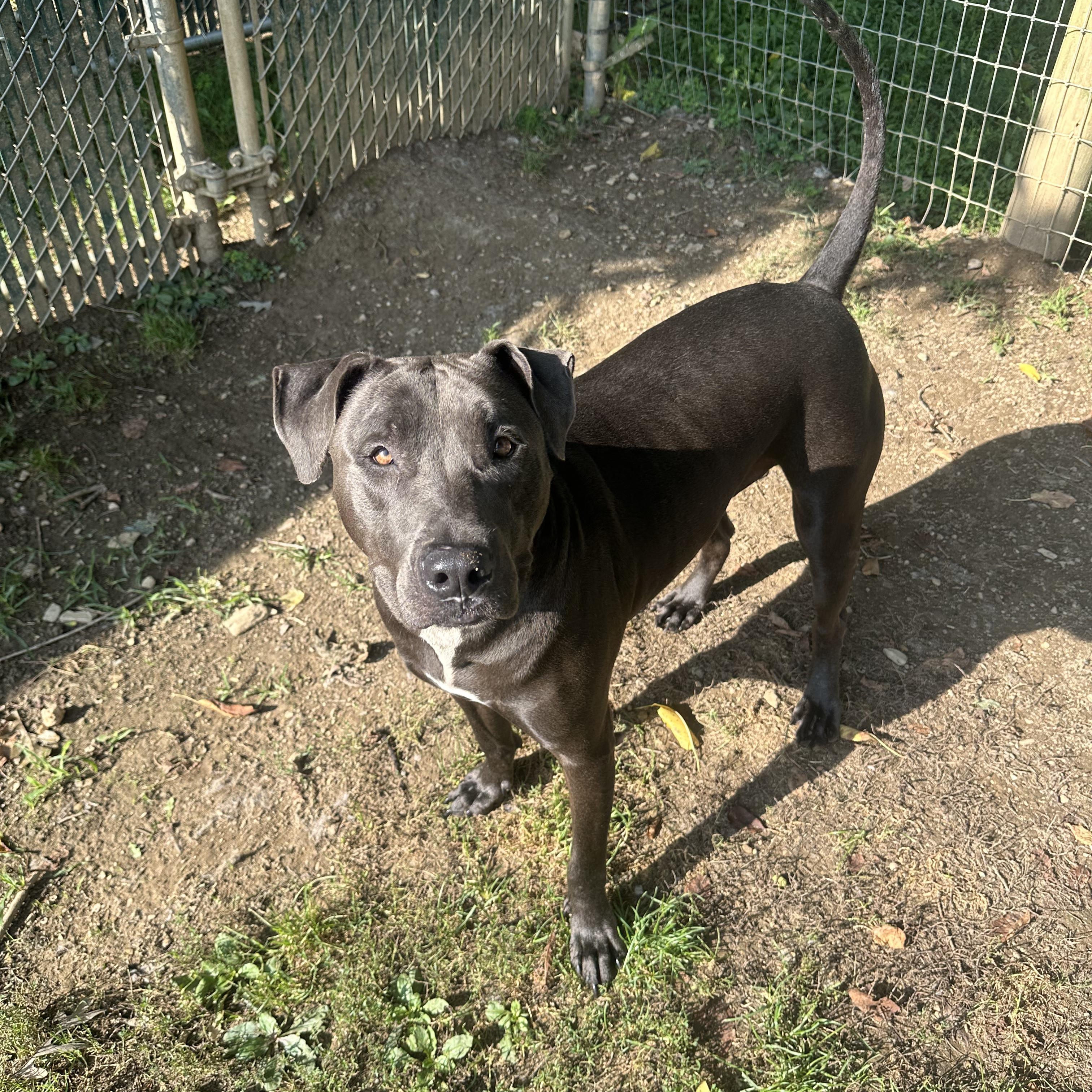 Enlarge Blue, a Adopted mixed breed in Myerstown, PA image 5/6