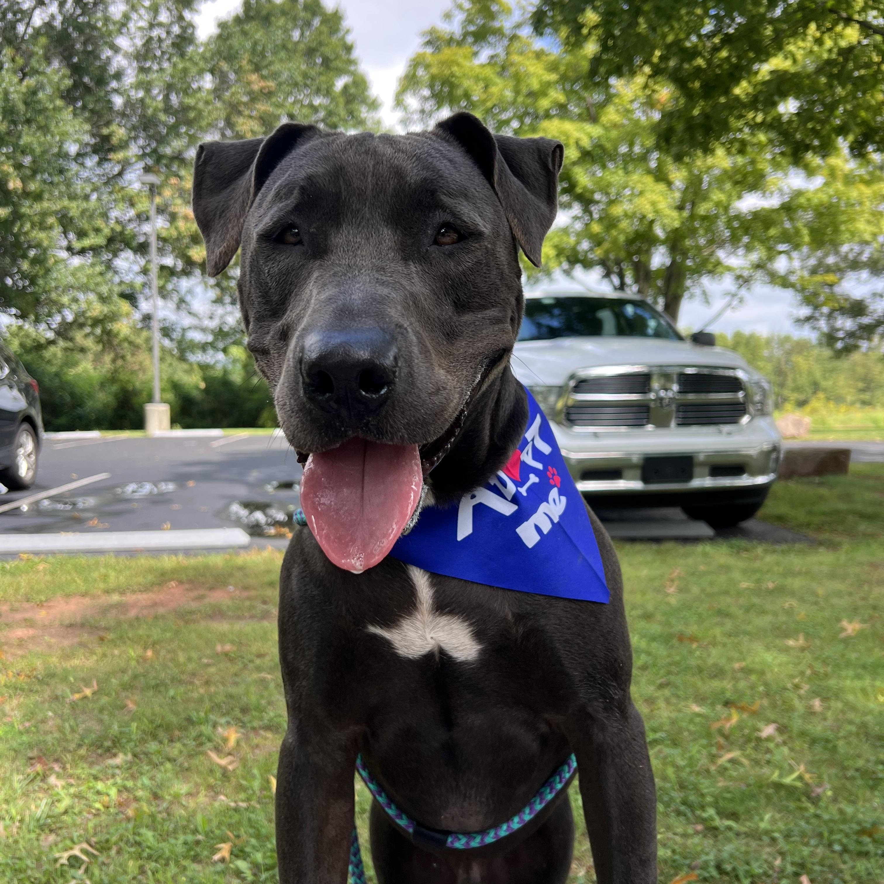 Enlarge Blue, a Adopted mixed breed in Myerstown, PA image 1/6