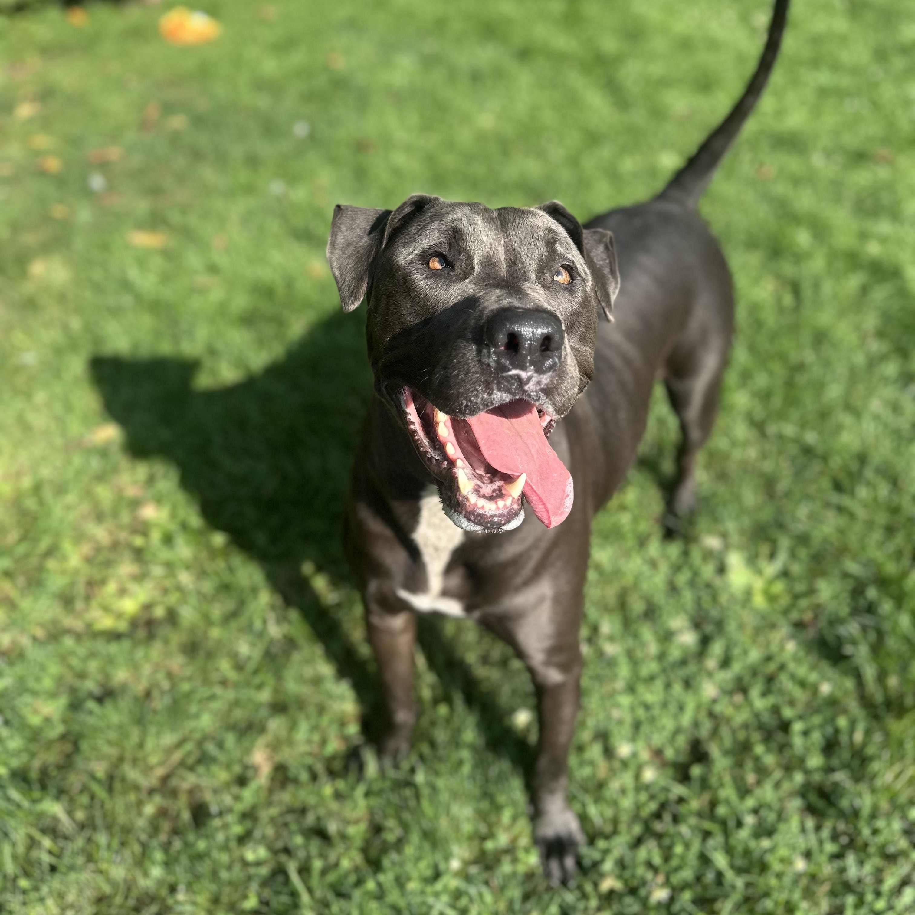 Enlarge Blue, a Adopted mixed breed in Myerstown, PA image 3/6
