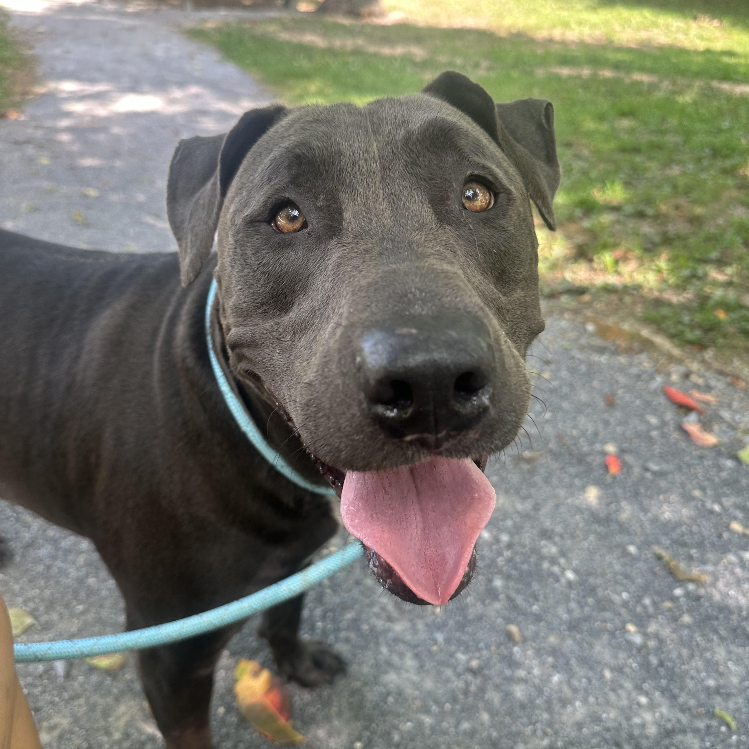 Enlarge Blue, a Adopted mixed breed in Myerstown, PA image 4/6