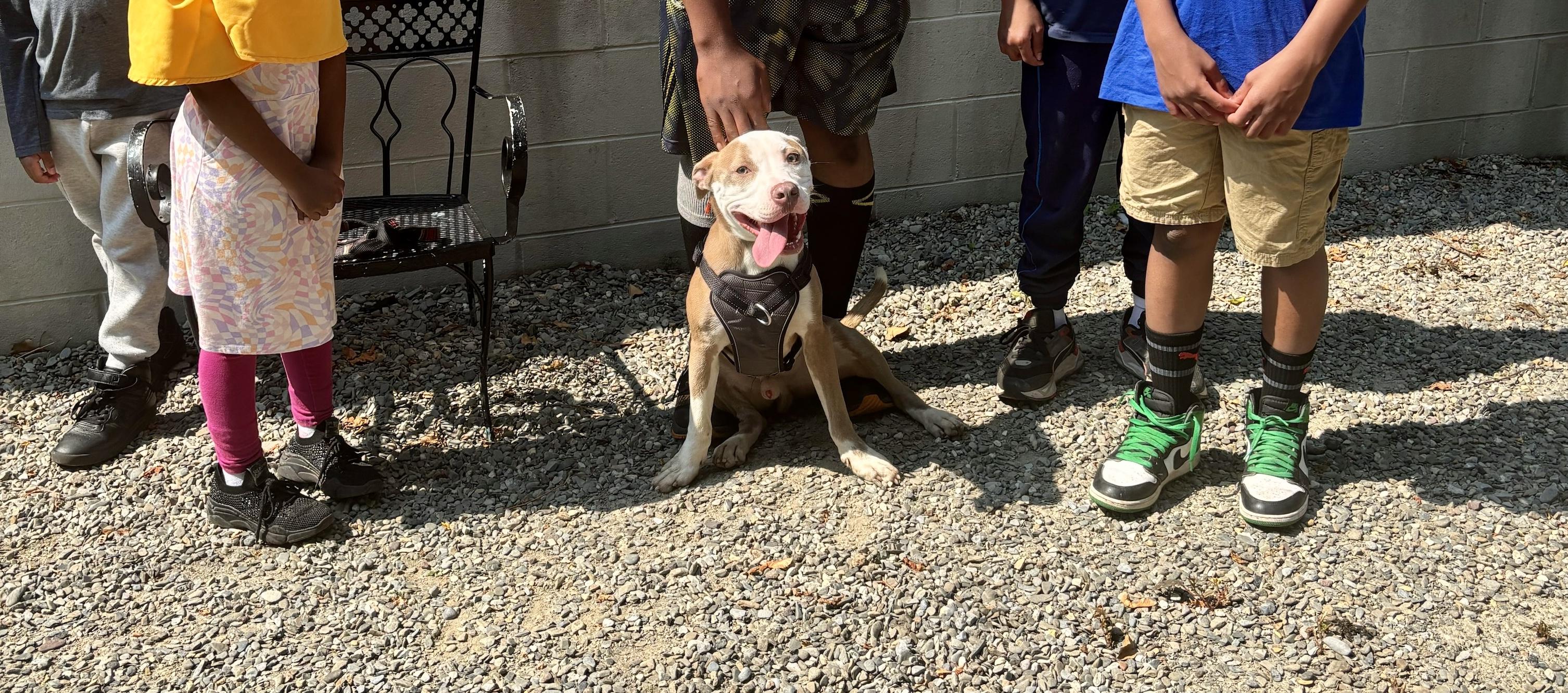 Enlarge Finn, a Adoptable American Staffordshire Terrier in East Orange, NJ image 6/6