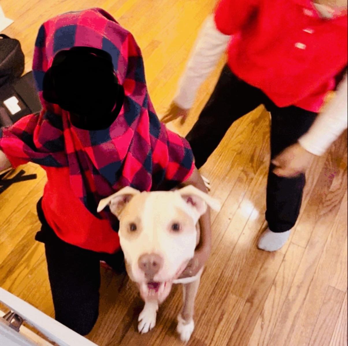 Enlarge Finn, a Adoptable American Staffordshire Terrier in East Orange, NJ image 5/6