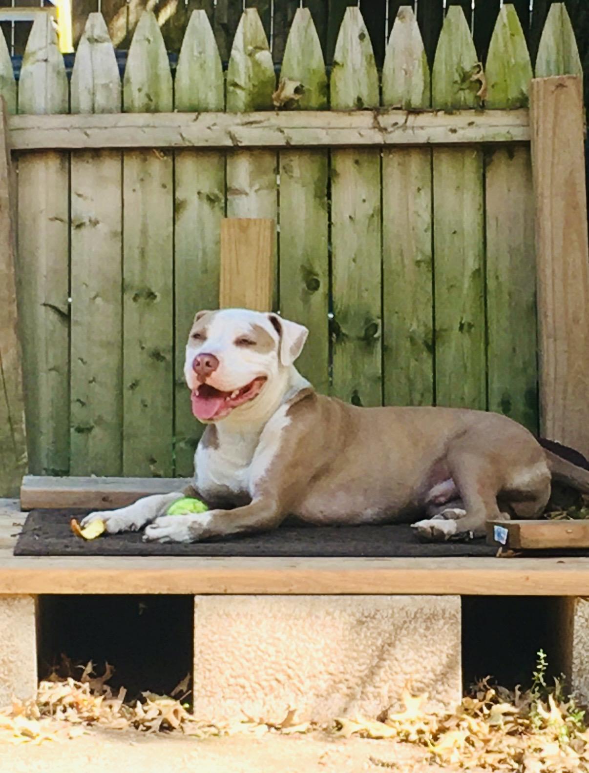 Finn, Adoptable, Adult Male American Staffordshire Terrier.