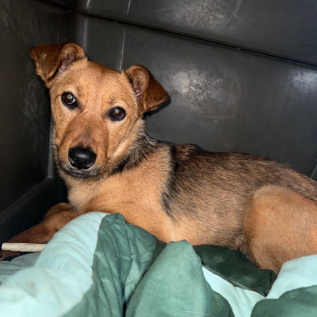 Meg 031101A, Adoptable, Adult Female Shepherd.