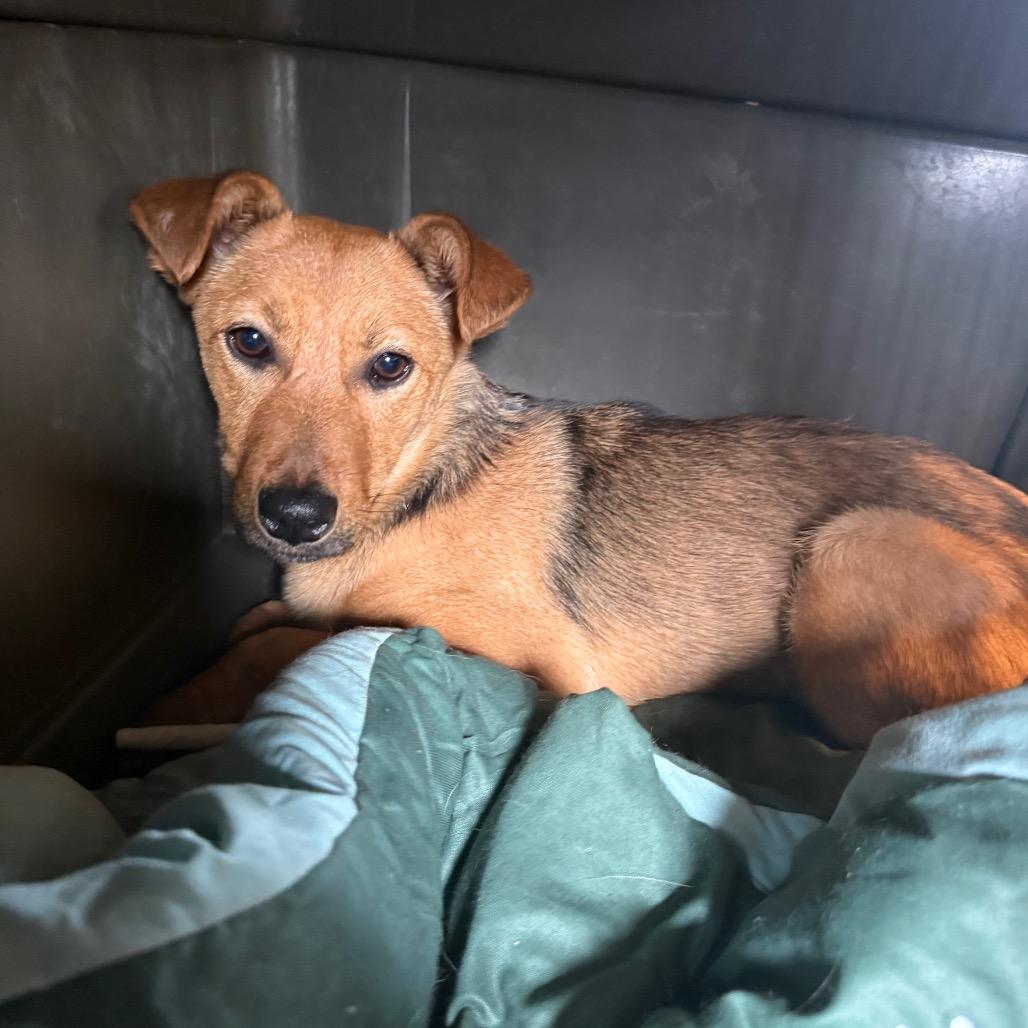 Enlarge Meg 031101A, a Adoptable Shepherd in Amory, MS image 2/2