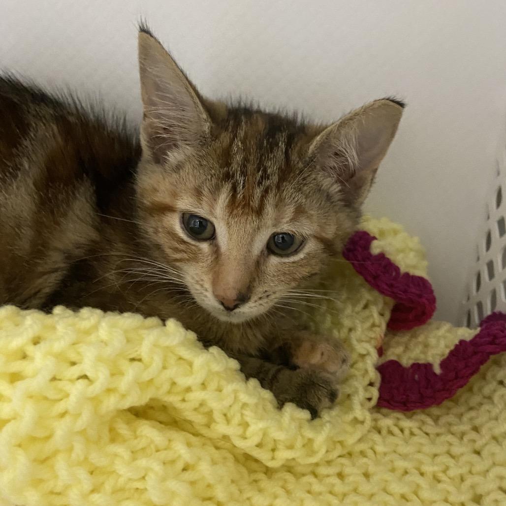 Scallop, Adoptable, Kitten Female Domestic Short Hair & Domestic Short Hair.