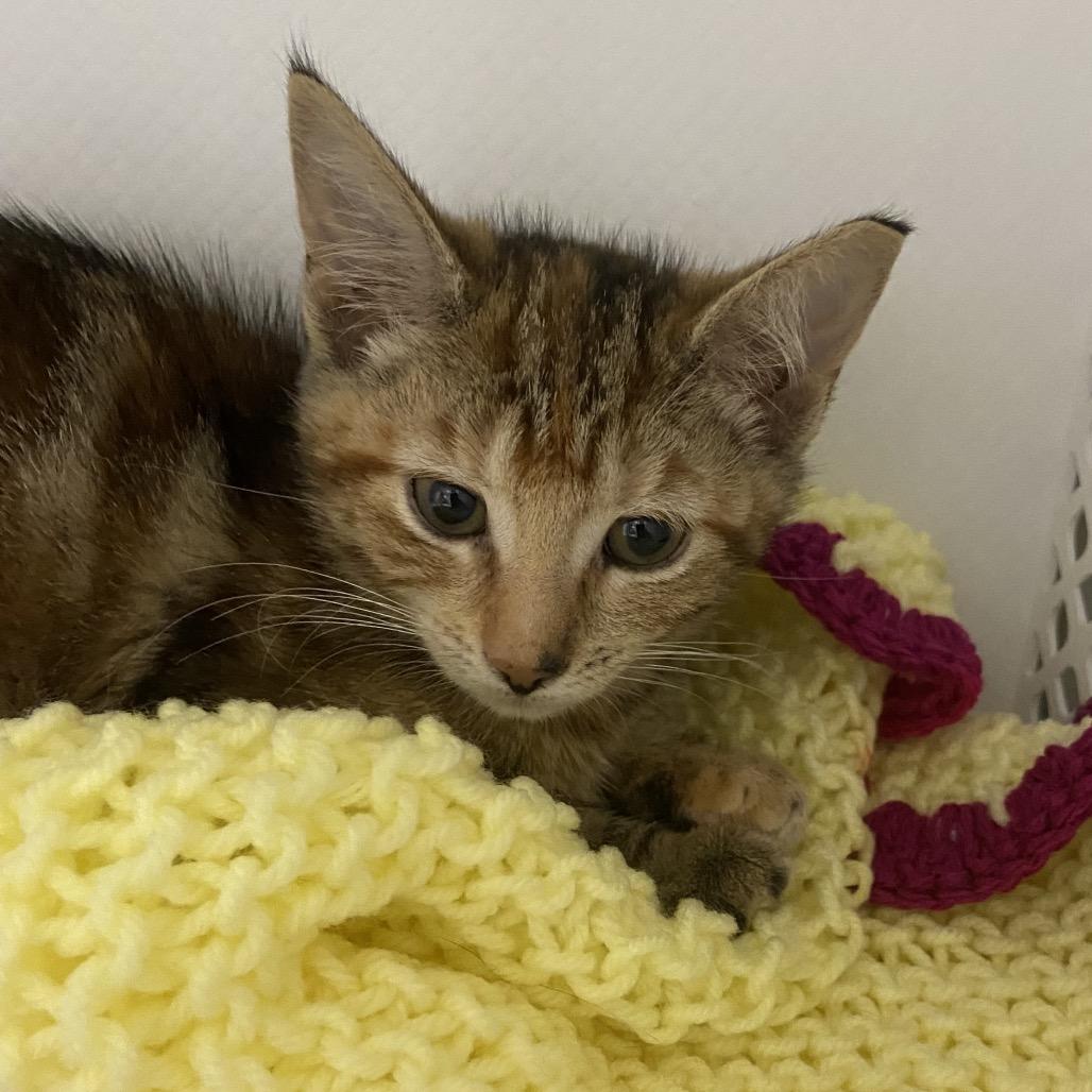 Enlarge Scallop, a Adoptable mixed breed in Binghamton, NY image 2/2