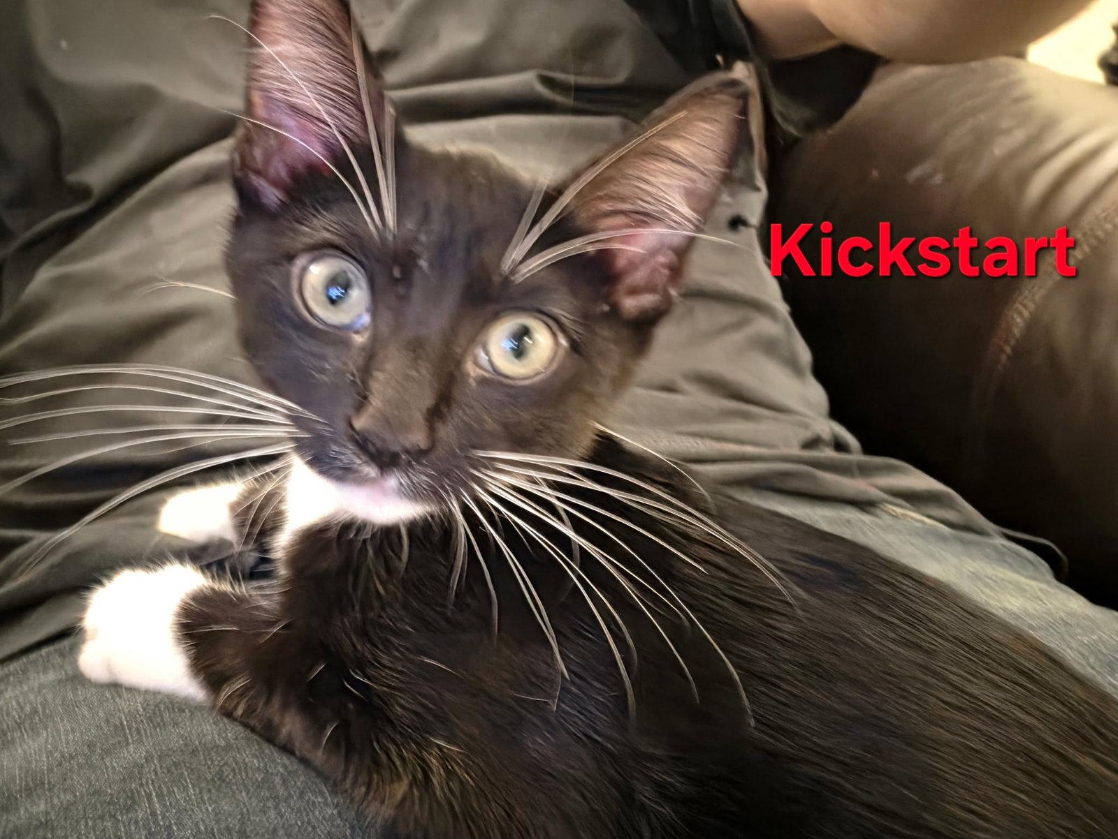 KICKSTART, Adopted, Young Male Tuxedo & Domestic Short Hair.