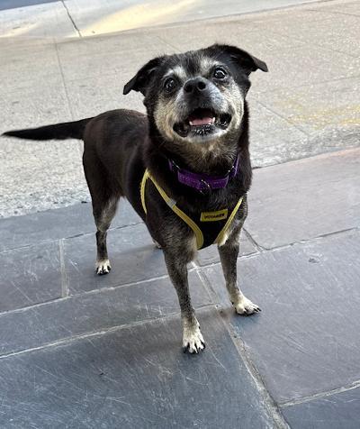 Aretha, an adoptable Puggle, Chihuahua in Long Beach, NY, 11561 | Photo Image 3
