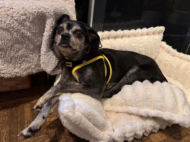 Aretha, an adoptable Puggle, Chihuahua in Long Beach, NY, 11561 | Photo Image 6