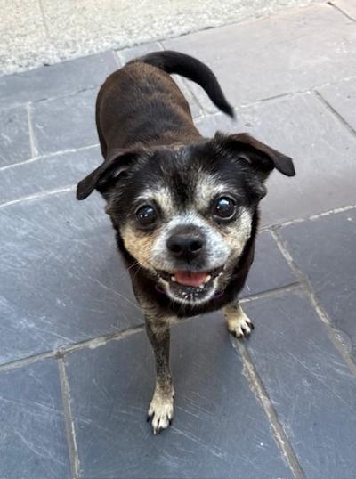 Aretha, an adoptable Puggle, Chihuahua in Long Beach, NY, 11561 | Photo Image 5