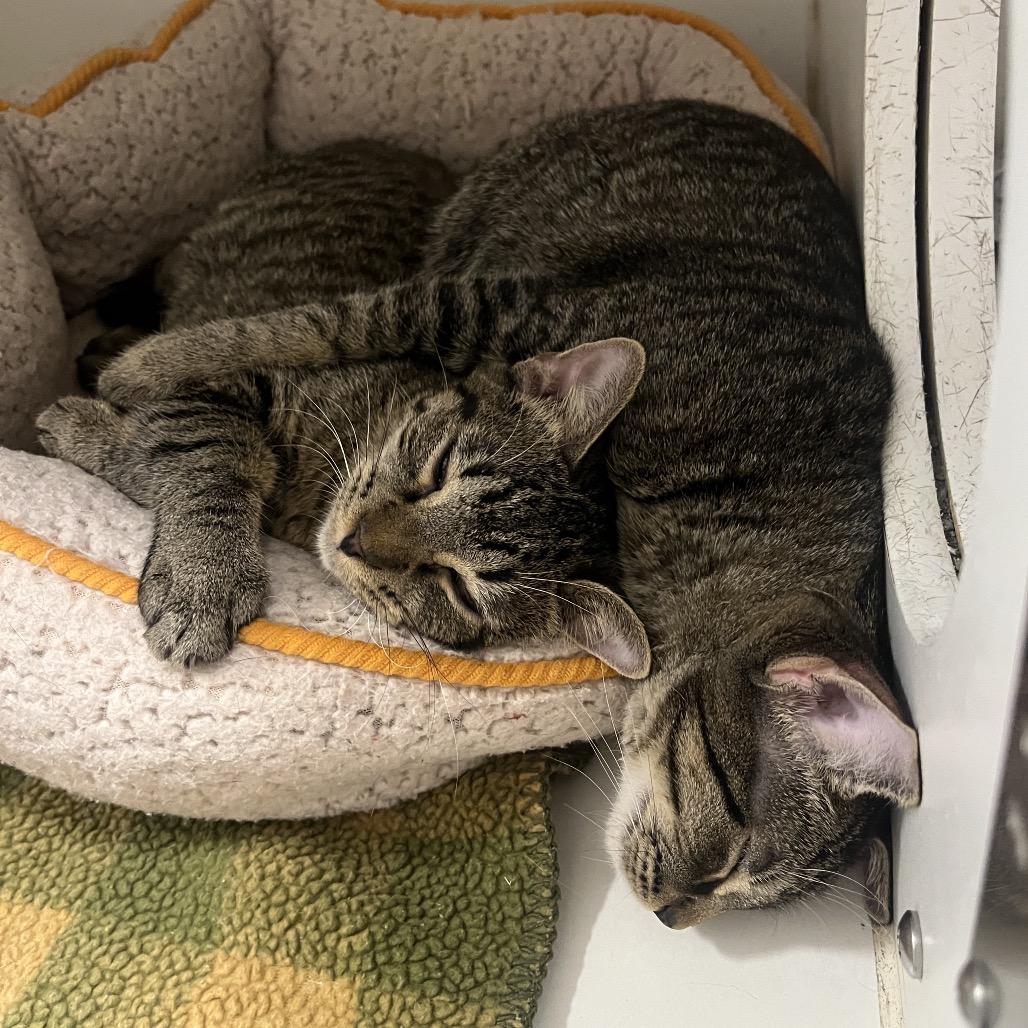 Nicki (bonded w/ Paris), a Adoptable Domestic Short Hair in Hinsdale, IL image 1/6