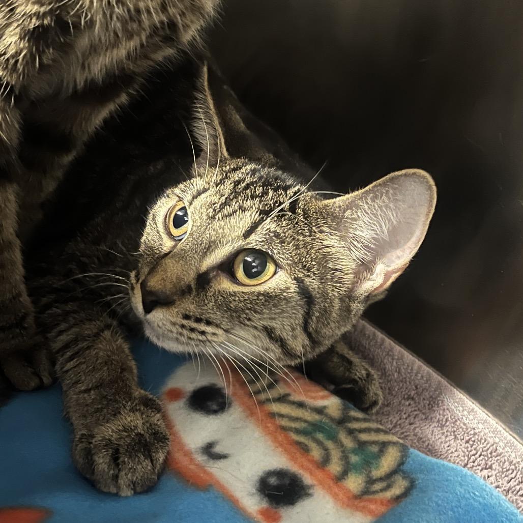 Nicki (bonded w/ Paris), a Adoptable Domestic Short Hair in Hinsdale, IL image 2/6