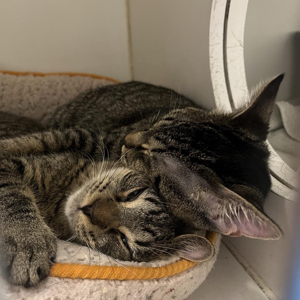 Nicki (bonded w/ Paris), a Adoptable Domestic Short Hair in Hinsdale, IL image 3/6
