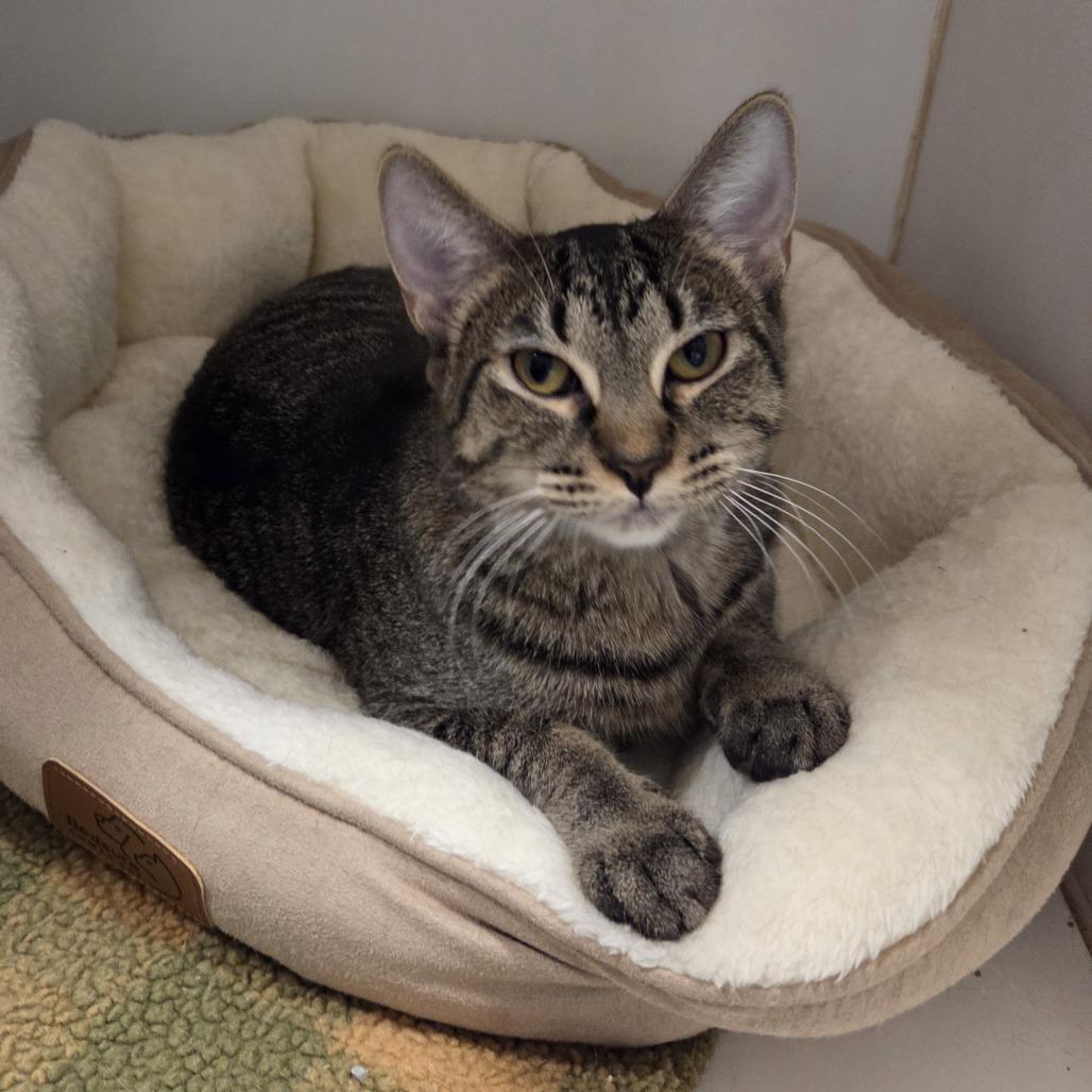Nicki (bonded w/ Paris), a Adoptable Domestic Short Hair in Hinsdale, IL image 4/6