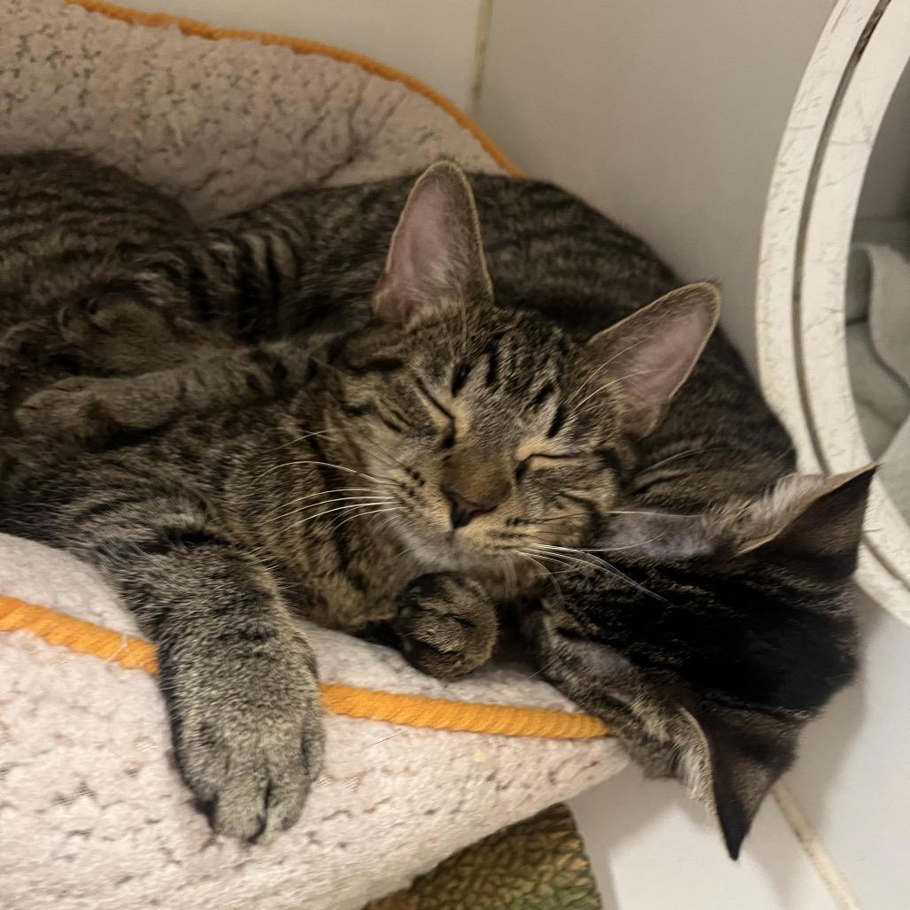 Nicki (bonded w/ Paris), a Adoptable Domestic Short Hair in Hinsdale, IL image 5/6