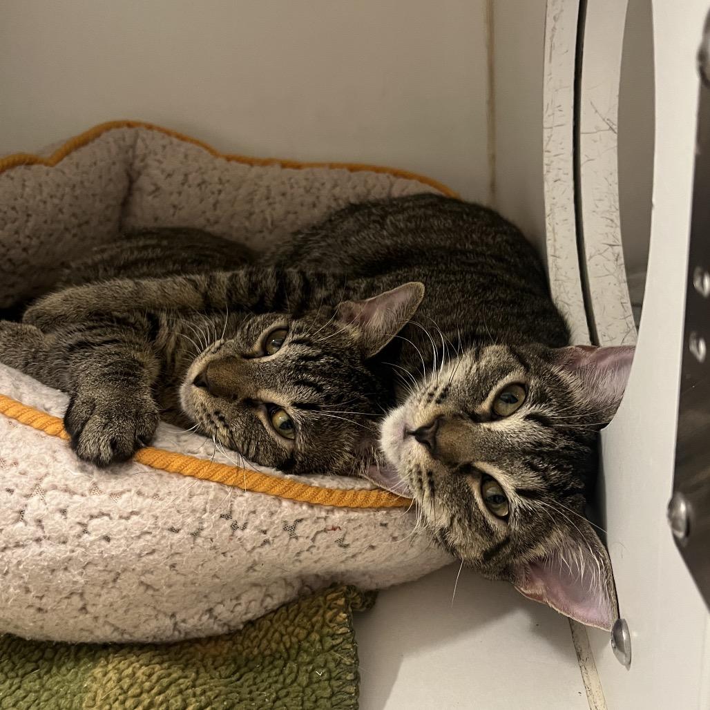 Nicki (bonded w/ Paris), a Adoptable Domestic Short Hair in Hinsdale, IL image 6/6