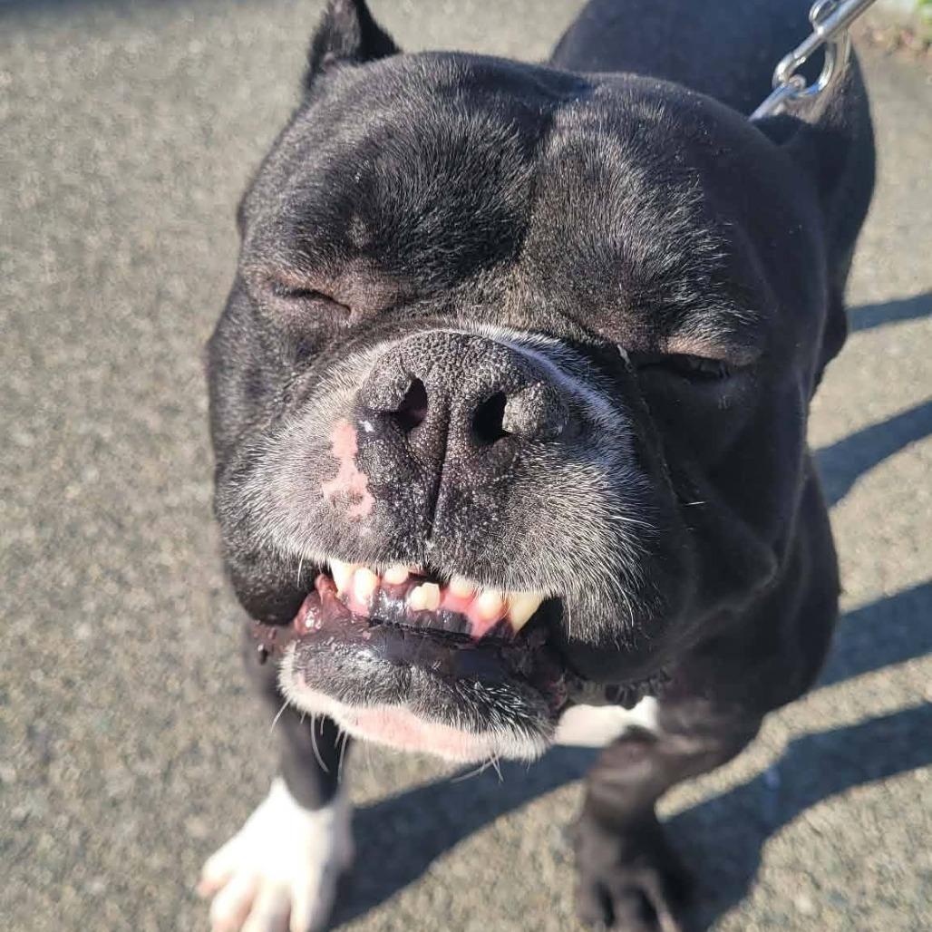 Enlarge Big Boy Ford, a Adoptable American Bulldog in Victoria, BC image 1/6