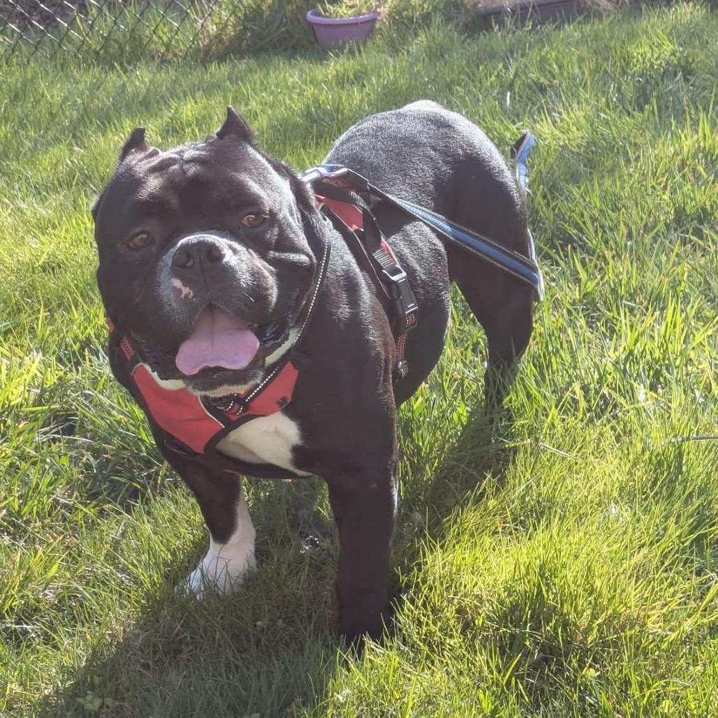 Enlarge Big Boy Ford, a Adoptable American Bulldog in Victoria, BC image 2/6